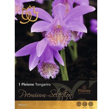 Pleione Tongariro Zwiebelblume