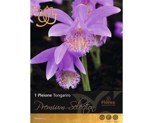 Pleione Tongariro Zwiebelblume