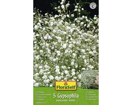 FloraSelf® Blumenzwiebel Gypsophylla weiss 5 Stk