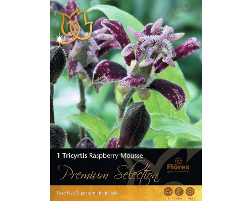 Blumenzwiebel 'Tricyrtis Raspberry' lila, 1 Stk