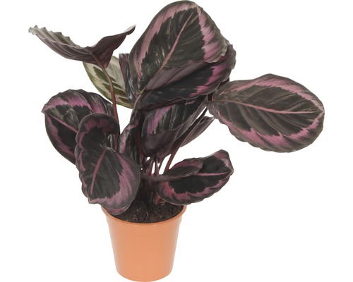 Korbmarante FloraSelf Calathea Cultivars 'Suprise Star' H 30-40 cm Ø 14 cm Topf Gebetspflanze im Topf mit gemusterten Blättern
