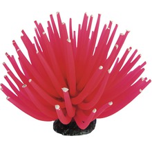 Dekorative Seeanemone für Aquarien