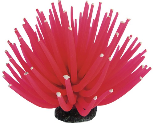 Smiling Coral pink, small, 6 cm Smiling Coral pink, small, 6 cm