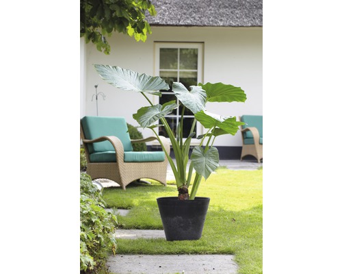 Riesen-Elefantenohr FloraSelf Alocasia Odora Ø 18 cm Topf
