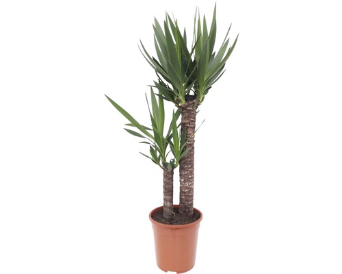 Riesen-Palmlilie, Yuccapalme FloraSelf Yucca elephantipes H 90-100 cm Ø 21 cm Topf Yucca Zimmerpflanze im Topf