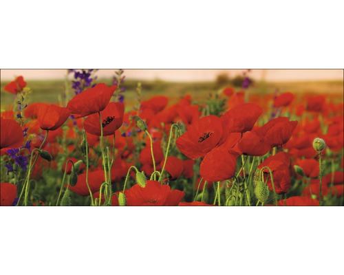 Glasbild Summer Poppy field 30x80 cm
