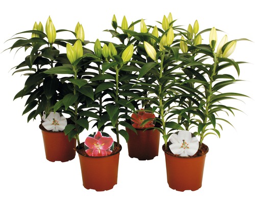 Lilien FloraSelf® Lilium orientalis Ø 13 cm