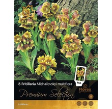 Verpackung mit acht Fritillaria Michailovskyi multiflora Blumenzwiebeln