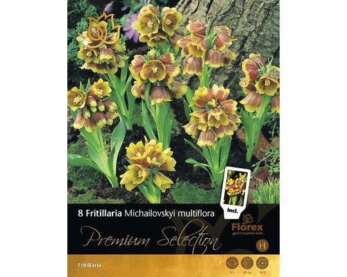 Blumenzwiebel Premium Schachbrettblume 'Michailovskyi multiflora' 8 Stk.