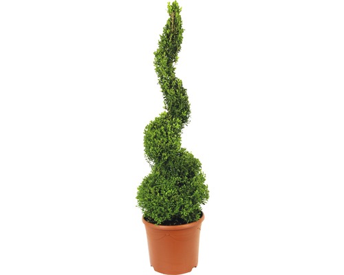 Buchsbaum-Spirale FloraSelf Buxus sempervirens H 90-100 cm Co 12 L