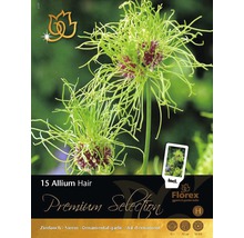 Packung Zierlauch Allium Hair, enthält 15 Blumenzwiebeln