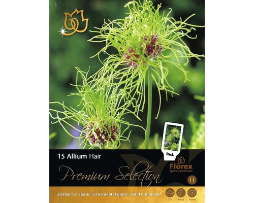 Blumenzwiebel Premium Allium/Zierlauch 'Hair' 15 Stk.