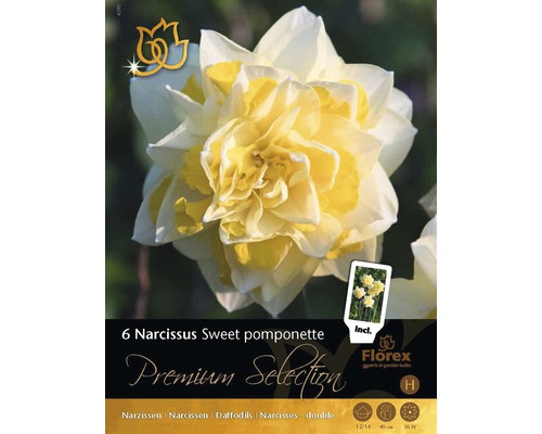 Blumenzwiebel Premium Narzisse 'Sweet Pomponette' 6 Stk.
