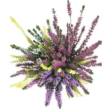 Heidekraut Pflanze von oben