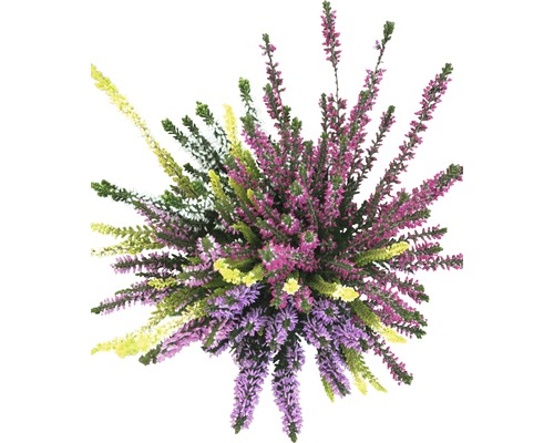 Heidekraut Pflanze von oben