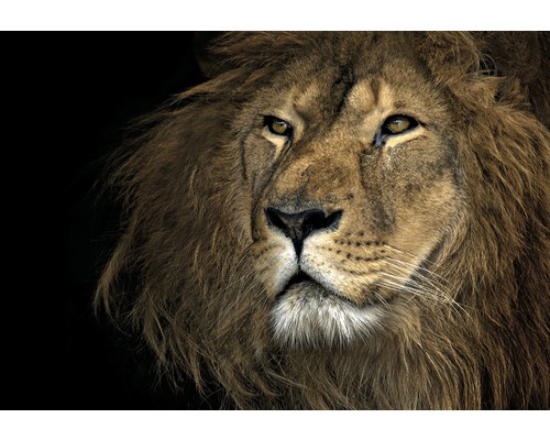 Leinwandbild Proud Lion 80x116 cm
