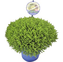 Strauchveronika im Topf