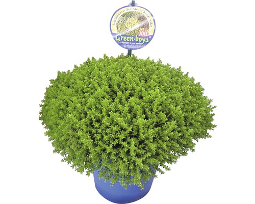 Strauchveronika im Topf