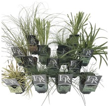 Verschiedene Ziergräser in Töpfen