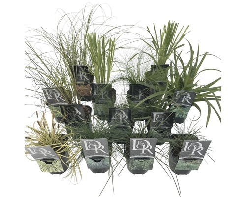 Verschiedene Ziergräser in Töpfen