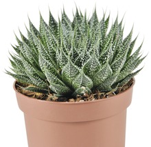 Zebra-Haworthie in einem Topf