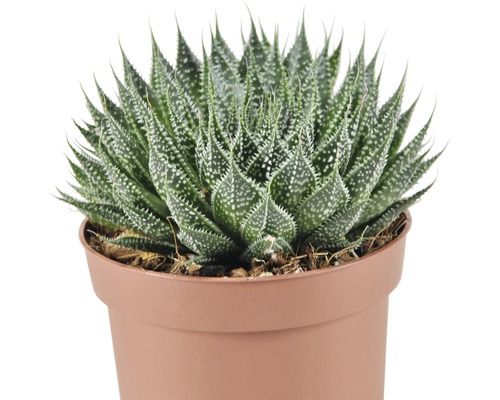 Zebra-Haworthie in einem Topf