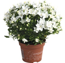 Glockenblume mit weißen Blüten im Topf