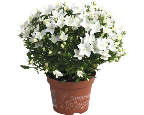 Glockenblume mit weißen Blüten im Topf