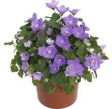 Glockenblume im Topf