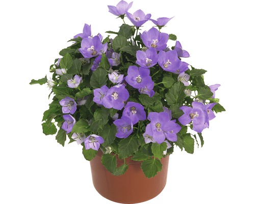 Glockenblume im Topf