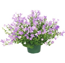 Glockenblume in einem Topf