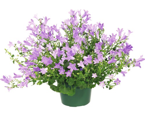 Glockenblume in einem Topf