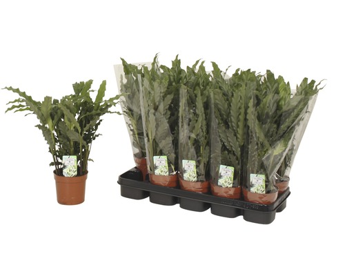 Korbmarante 'Blue Grass' FloraSelf Calathea rufibarba 'Blue Grass' H 34-45 cm Ø 12 cm Topf Korbmarante 'Blue Grass' FloraSelf Calathea rufibarba 'Blue Grass' H 34-45 cm Ø 12 cm Topf