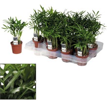 Mehrere Zwergpalmen in Töpfen auf einem Tablett