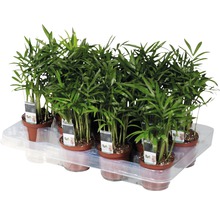 Mehrere Bergpalmen in Töpfen auf einem Tablett