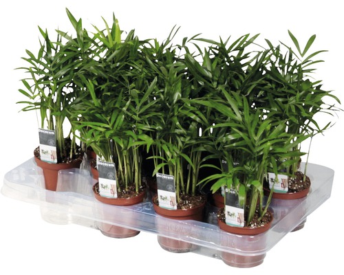 Mehrere Bergpalmen in Töpfen auf einem Tablett