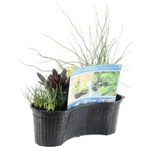 Pflanzschale mit Teichpflanzen für den Gartenteich