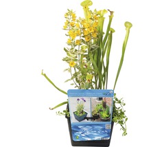 Pflanzkorb mit fleischfressenden Pflanzen und gelben Blüten