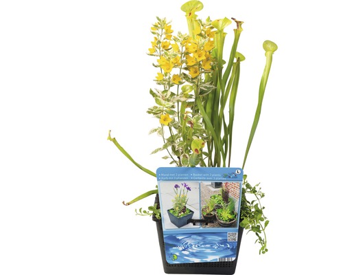 Pflanzkorb mit fleischfressenden Pflanzen und gelben Blüten