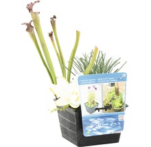 Pflanzenkorb mit drei Pflanzen für den Gartenteich
