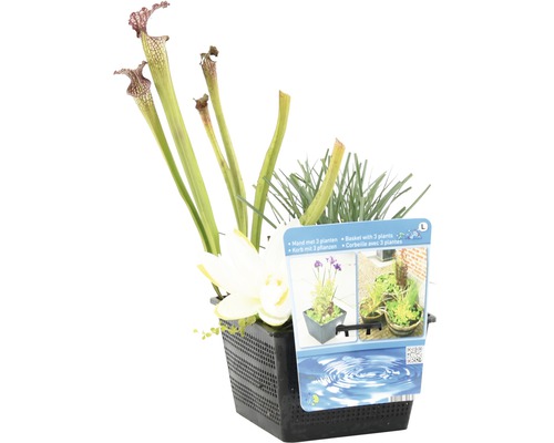 Pflanzenkorb mit drei Pflanzen für den Gartenteich