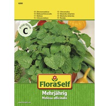 Zitronenmelisse FloraSelf samenfestes Saatgut Kräutersamen