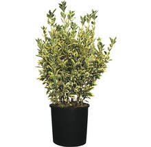 Im Topf befindlicher Spindelstrauch mit panaschierten Blättern