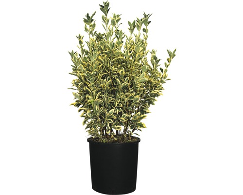 Spindelstrauch FloraSelf Euonymus japonicus 'Bravo' H 60-80 cm Co 18 L Im Topf befindlicher Spindelstrauch mit panaschierten Blättern