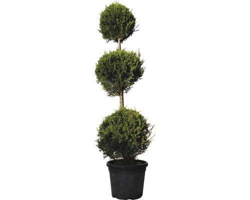 Dreistufiger Formschnitt-Lebensbaum im Topf