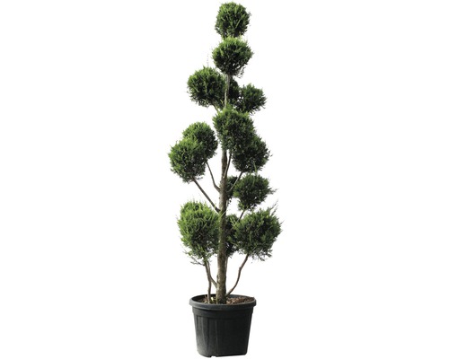 Formschnittgehölz im Topf