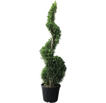 Spiralzypresse im Topf