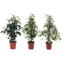 Drei Birkenfeigen in Töpfen