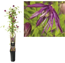 Aufrechte Waldrebe im Topf mit purpurroten Blüten