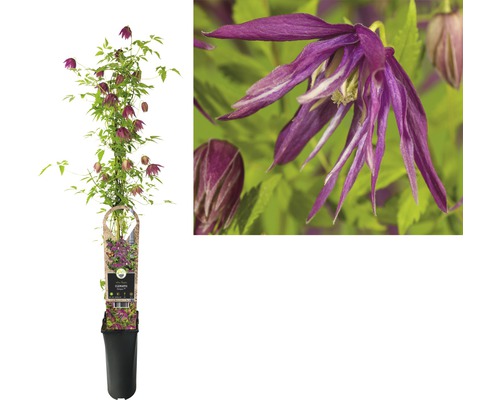 Aufrechte Waldrebe im Topf mit purpurroten Blüten